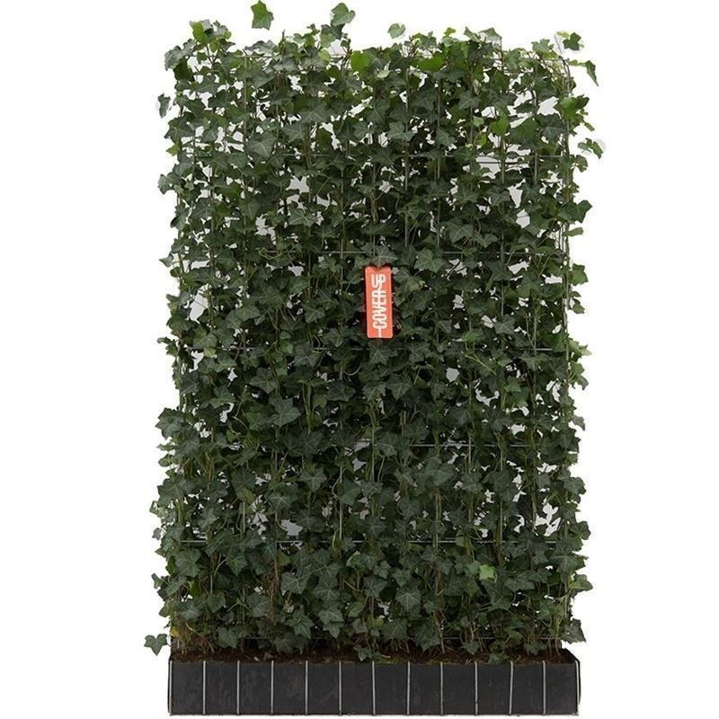 Pflanzen & Samen: Efeuwand Hedera 120 x 220cm – Neu (gemäss Beschreibung) aus Sursee von pflugshaupt01