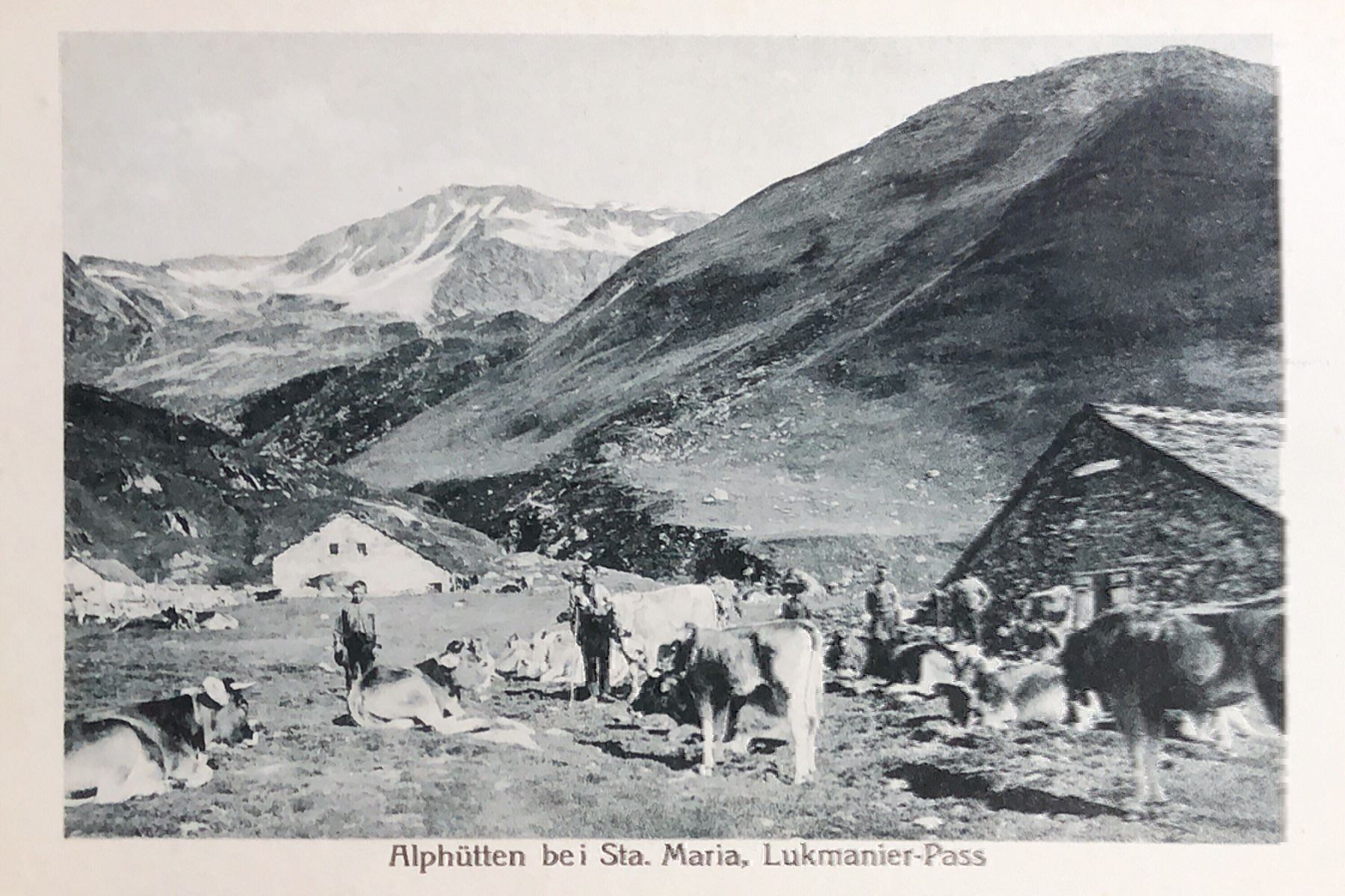 Cartoline postali: Lukmanier Lucomagno animata mucche – Usato da Biasca venduto da Blenio71