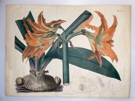 Amaryllis Original Kupferstich, handkoloriert, Curtis 1822