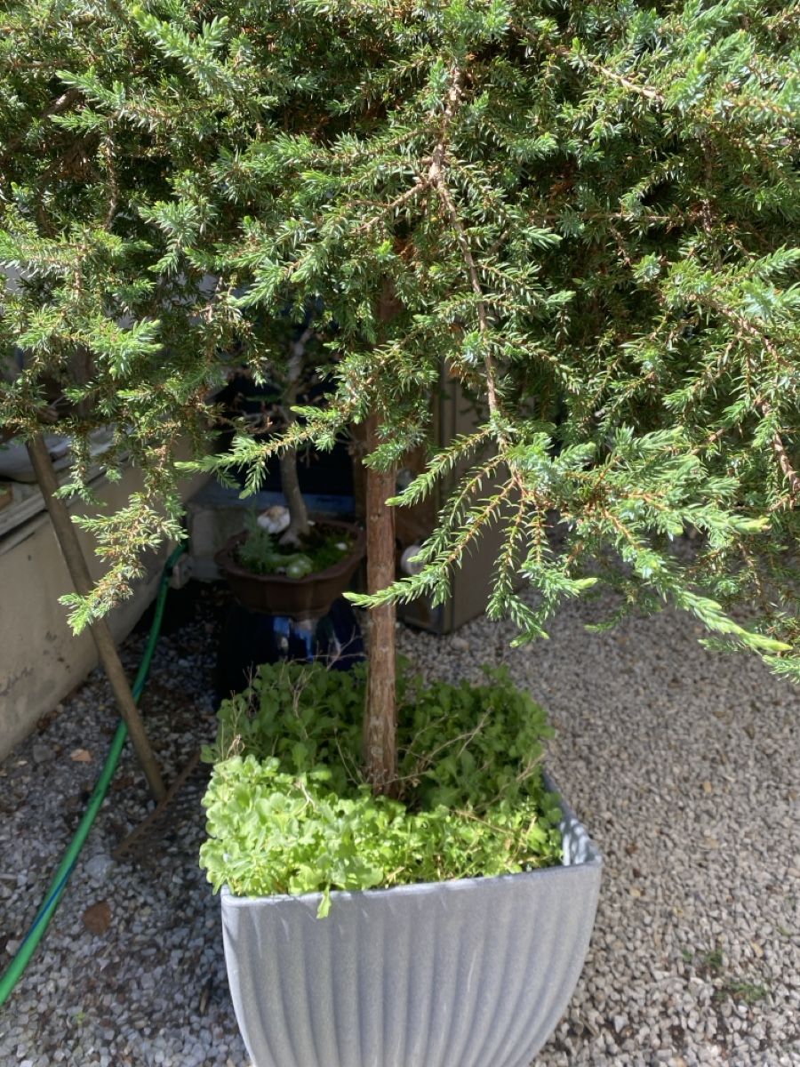 Piante & sementi: Gartenpflanzen  – Usato da Krummenau venduto da Schmudel 1