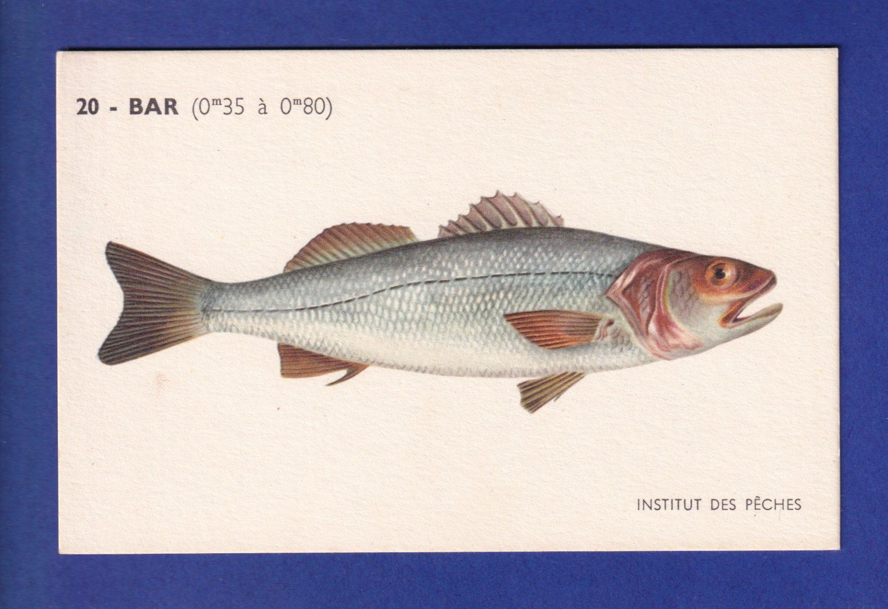 Cartes postales: Poisson - BAR – D'occasion à Pully par nicecards-shop
