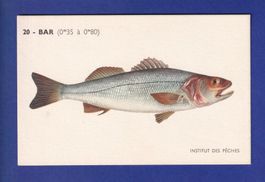 Poisson - BAR