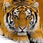 Profile image of Ruedi69
