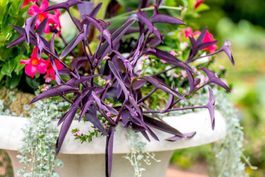 Winterharte Dreimasterblume/Tradescantia: Lila-grün!