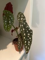 Jungpflanze Begonia maculata 🌱😊😊