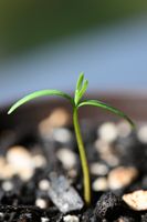 Urweltmammutbaum (Metasequoia glyptostroboides) 🌱