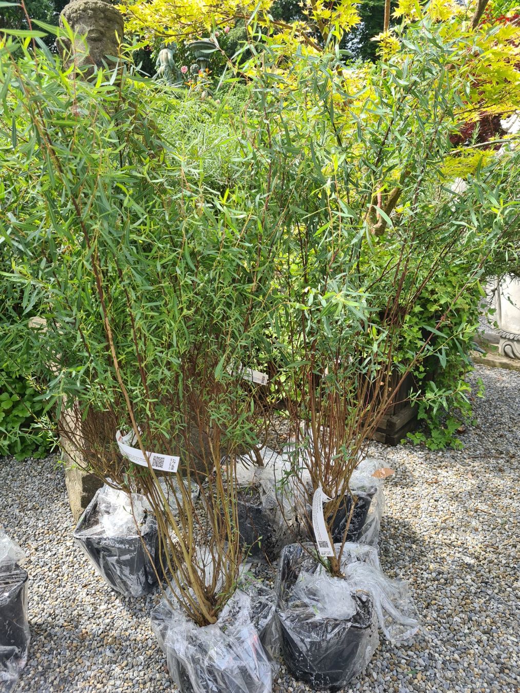 Piante & sementi: 6 Grosse ,Wunderschöne Salix Purpurea Nana – Usato da Rotkreuz venduto da Trojaner- 6