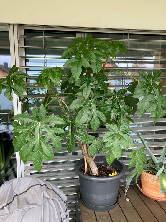 Bergpapaya Baum Kaufen auf Ricardo