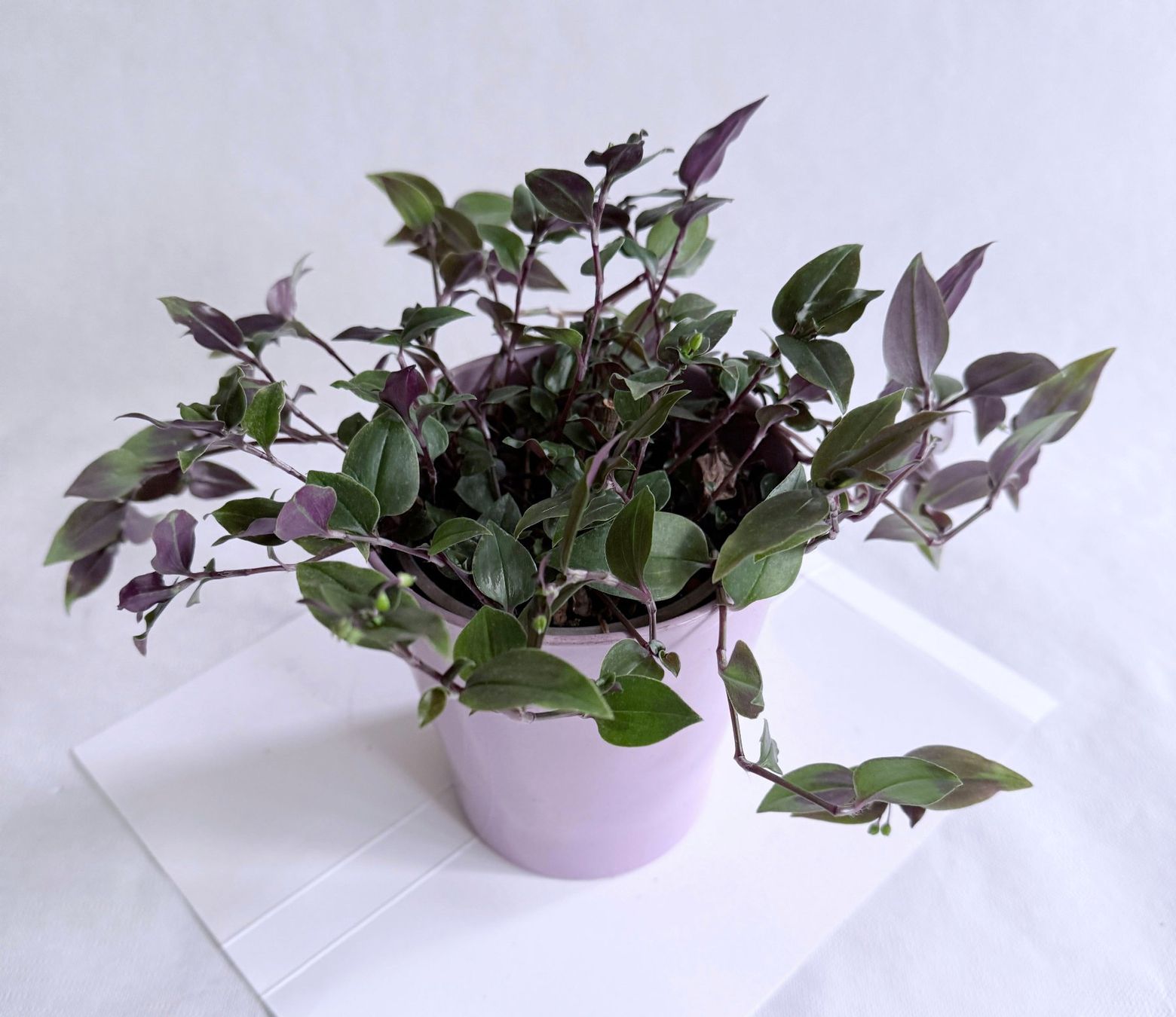 Piante & sementi: Tradescantia*Green Hill***** – Nuovo (secondo la descrizione) da Dübendorf venduto da Orchid18 1
