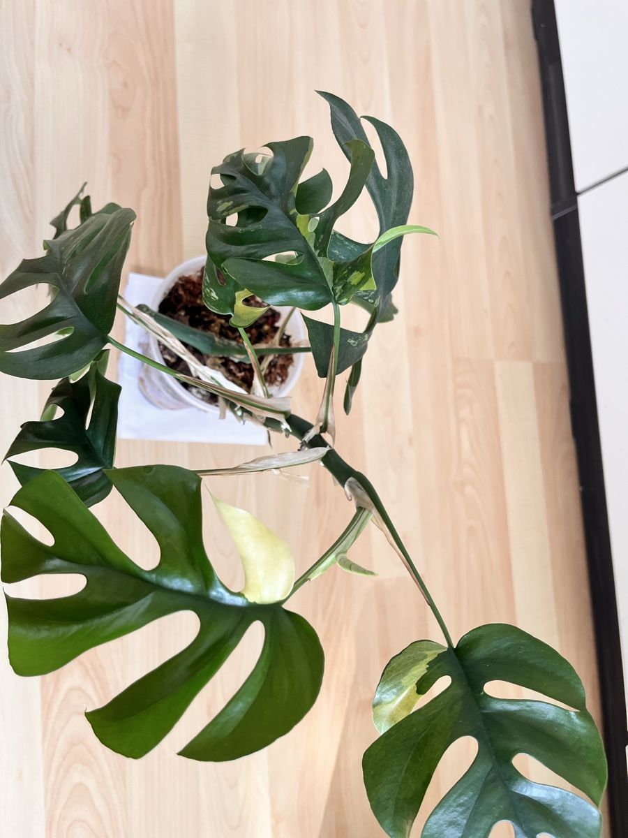 Pflanzen & Samen: Monstera Minima variegated  – Gebraucht aus Sursee von gal_lp7g 1