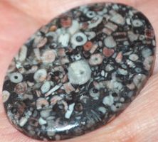 Cabochon L-1190 – Crinoid Fossil Edelstein – 40x28mm