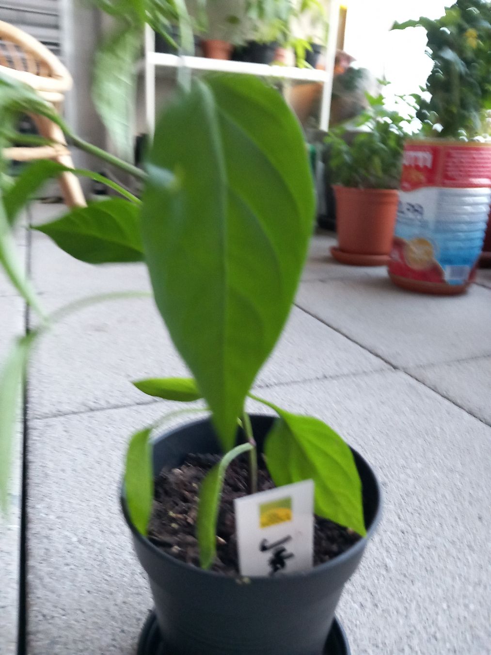 Piante & sementi: Selbstgezogenes Jalapegnopflänzchen – Usato da Zürich venduto da Wip_king 1