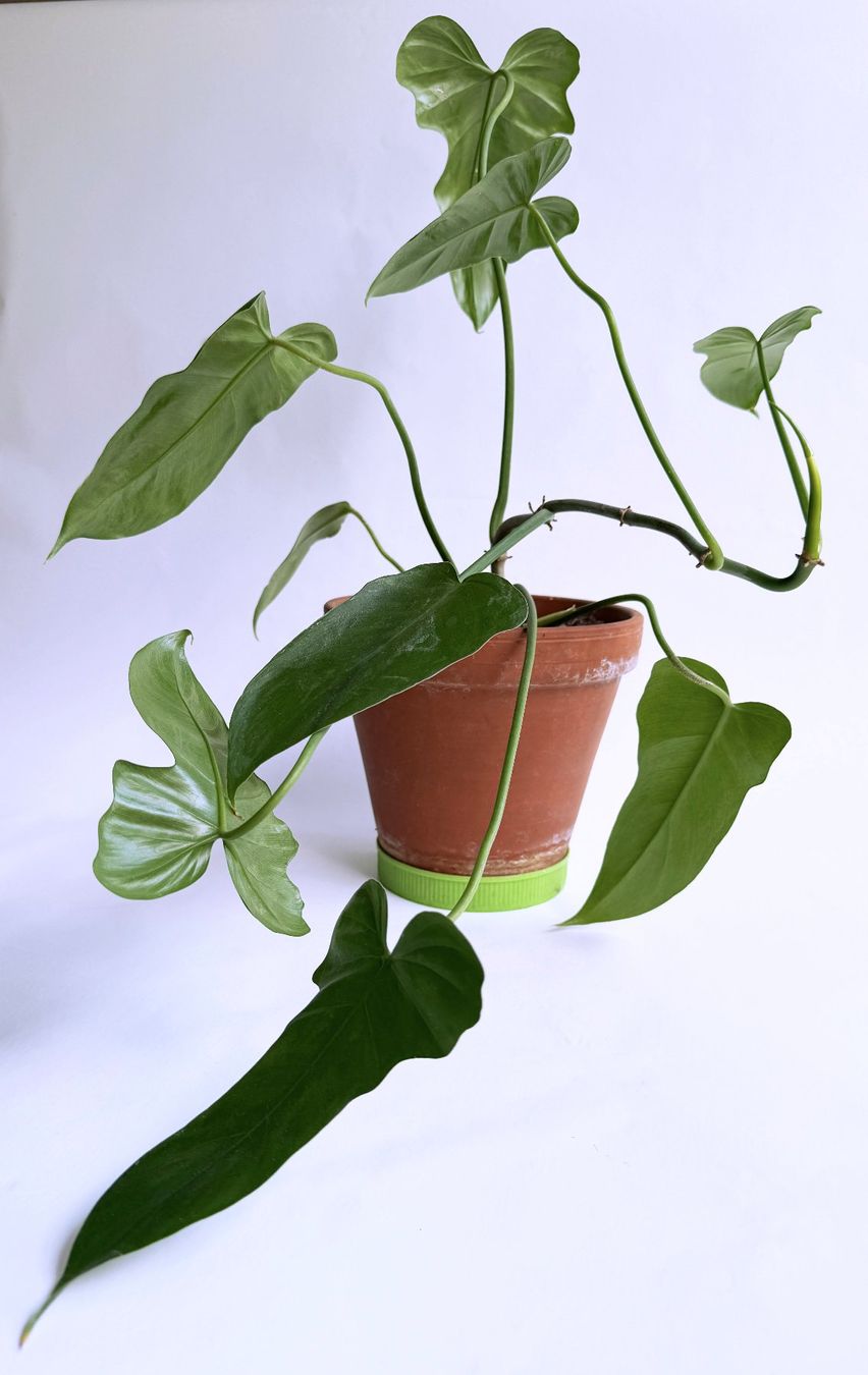 Piante & sementi: PHILODENDRON | Green Dragon***** – Nuovo (secondo la descrizione) da Dübendorf venduto da Orchid18