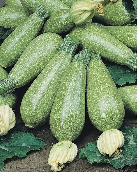 Pflanzen & Samen: ZUCCHETTI / ZUCCHINI 'Grey Zucchini' / 3 Samen – Neu (gemäss Beschreibung) aus Hinteregg von ERFOLG78