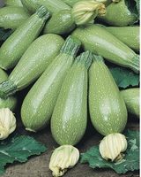 ZUCCHETTI / ZUCCHINI 'Grey Zucchini' / 3 Samen