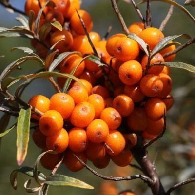 Piante & sementi: Argousier  AUTOFERTILE  20cm  RARE – Nuovo (secondo la descrizione) da Bremblens venduto da FIBONACCI369 2