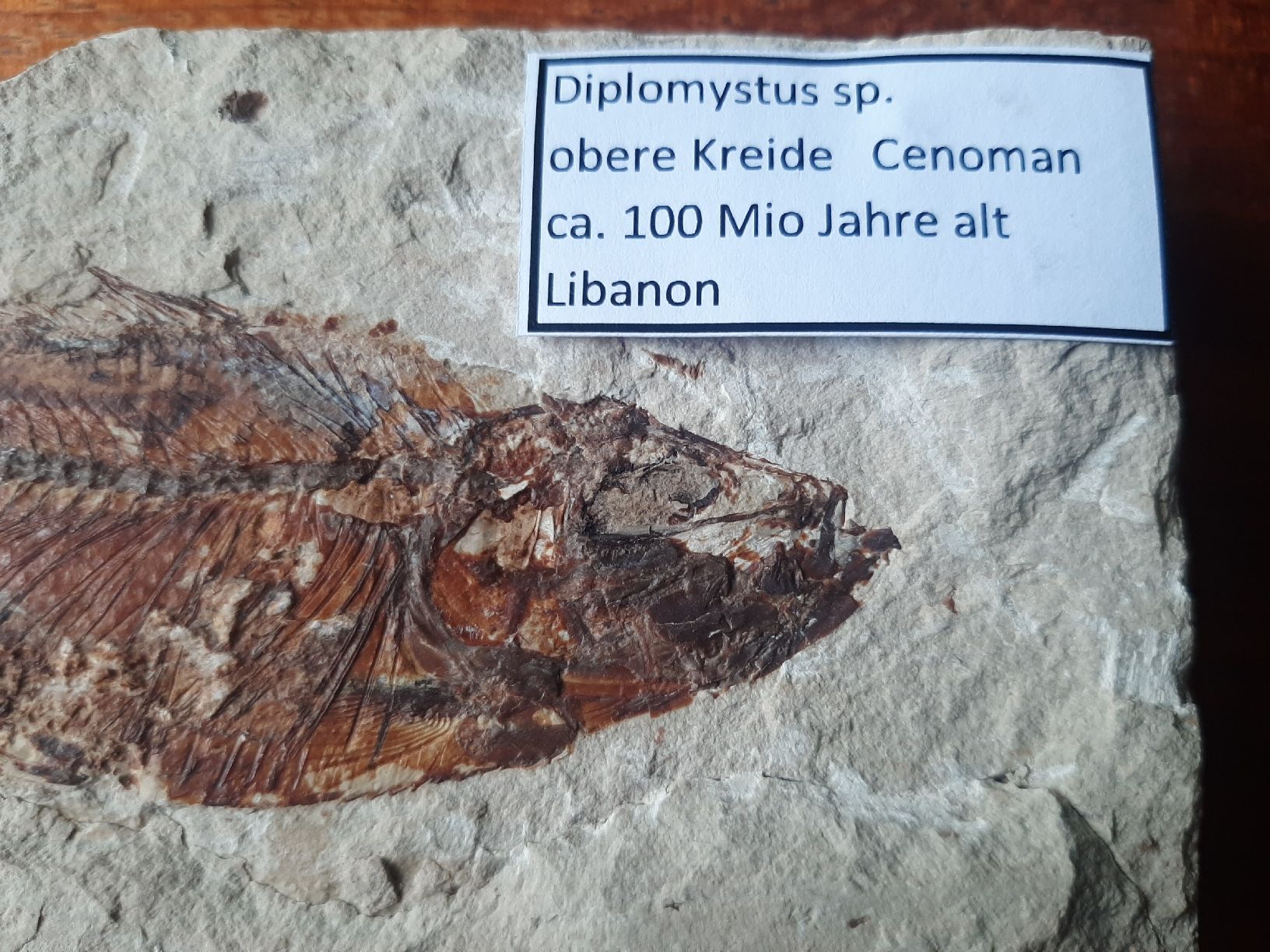 Fossilien: Fossiler Fisch Libanon – Gebraucht aus Rickenbach BL von Oktober68 2