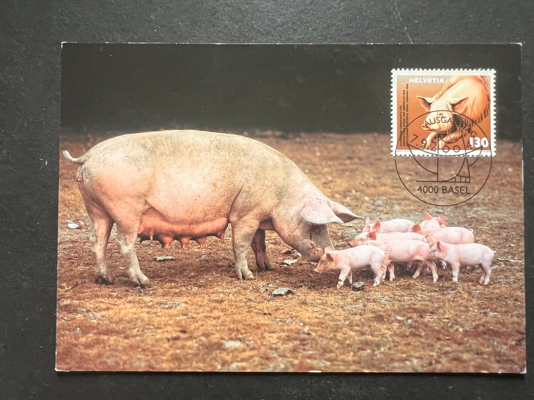 Alle Briefmarken: Maximumkarte 2004 Schwein (P973) – Gebraucht aus Hinwil von Sidi4