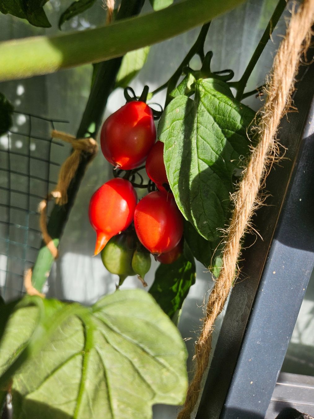 Pflanzen & Samen: Piennolo del Vesuvio Tomaten Samen – Neu und originalverpackt aus Regensdorf von Mischa88 1