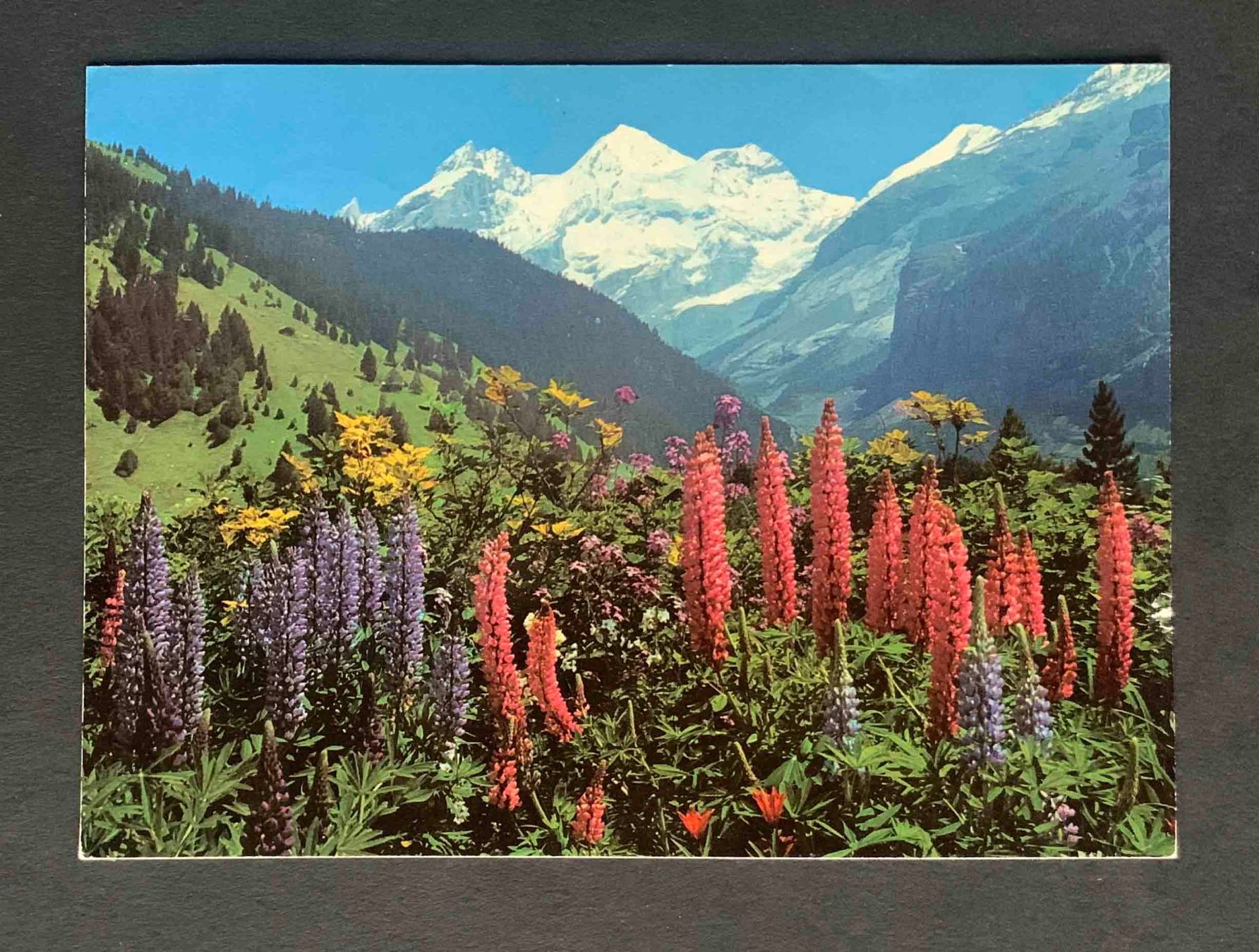Ansichtskarten: AK Kandersteg Blüemlisalpgruppe – Gebraucht aus Goldau von artelier1