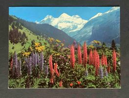AK Kandersteg Blüemlisalpgruppe