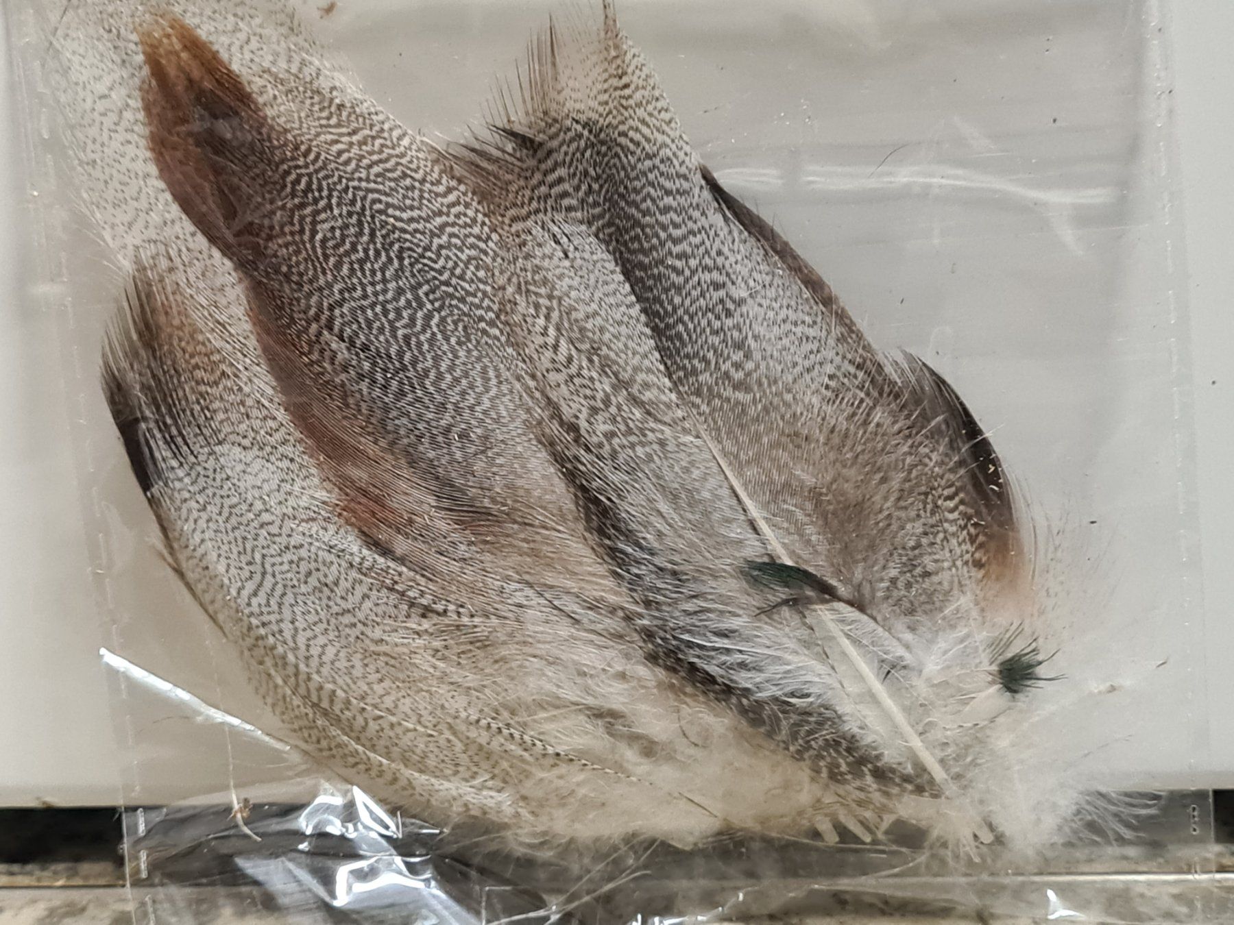 Il mondo degli animali: Kleines Set Federn, div. Grössen (8) – Usato da Amriswil venduto da kleindeko 1