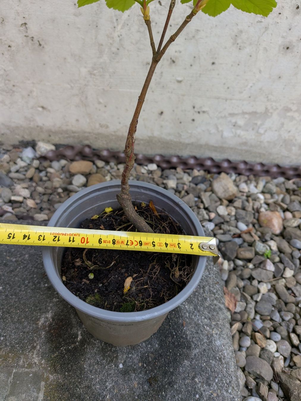 Piante & sementi: Bonsai Rohmaterial ab CHF 5: Bergahorn – Usato da Bern venduto da Hydrom 4