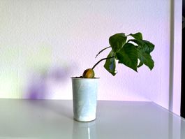 Avocado Bonsai Baum (tilted trunk)