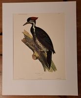 Handkoloriertes Vogelbild, O. Desmurs, Fotolitho