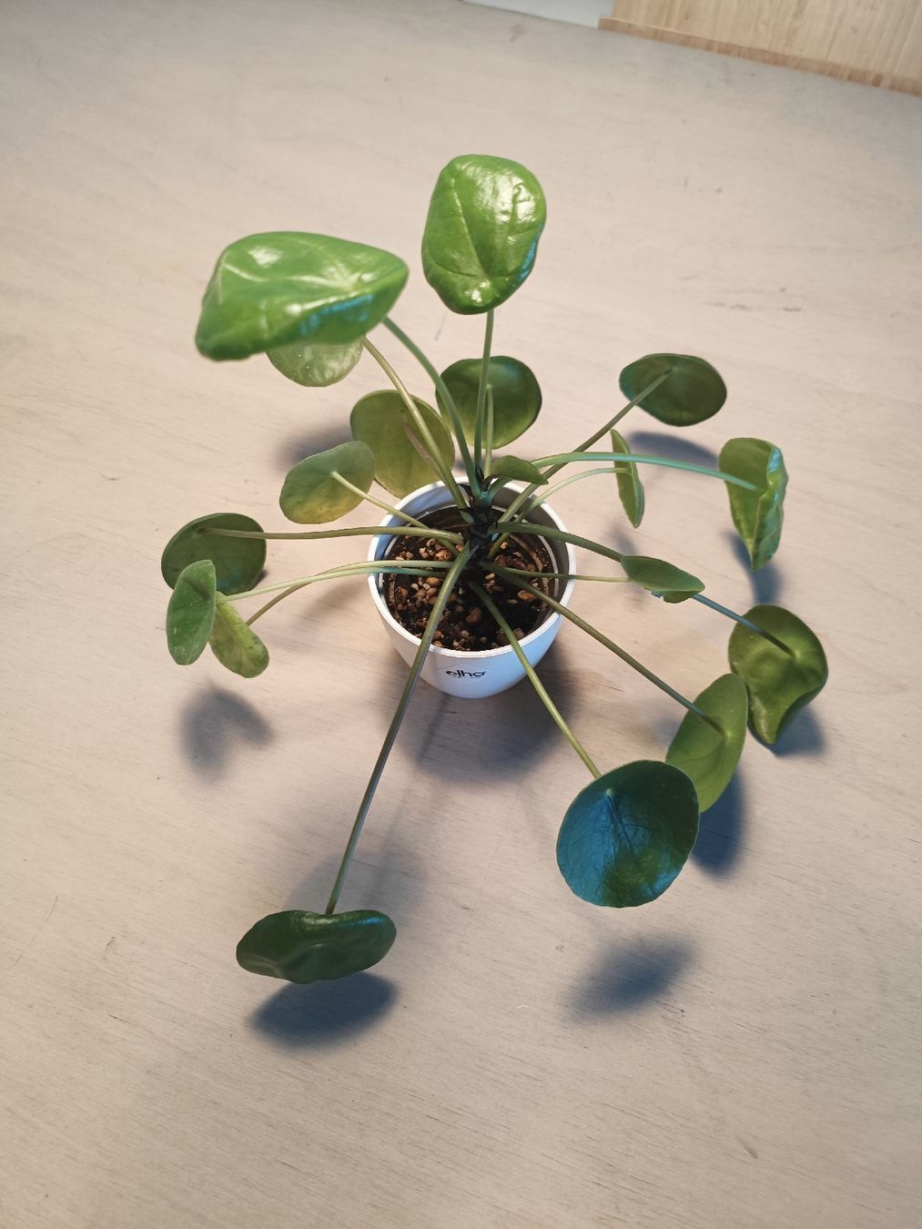 Pflanzen & Samen: Pilea Peperomioides – Gebraucht aus Luzern von sann2