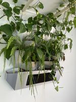Wandgarten für 12 Pflanzen