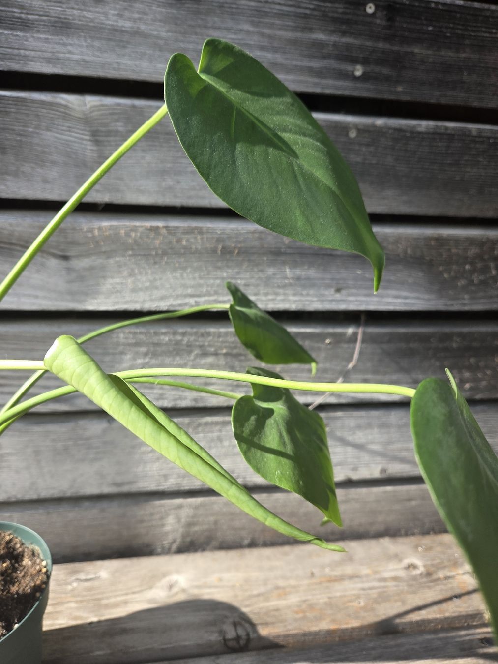 Pflanzen & Samen: Zimmerpflanze Monstera Deliciosa – Gebraucht aus Herisau von gulisutter 2
