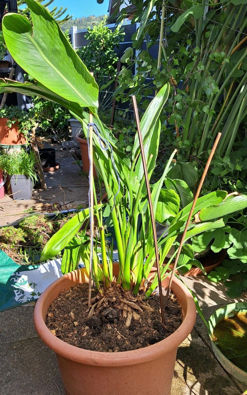 Piante & sementi: Strelitzia - Paradiesvogelblume – Usato da Oberentfelden venduto da Myri13