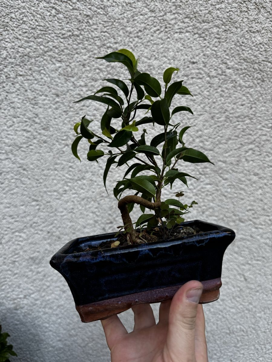 Piante & sementi: Kleiner Ficus Bonsai – Usato da Rümlang venduto da Gruseh.ch 2