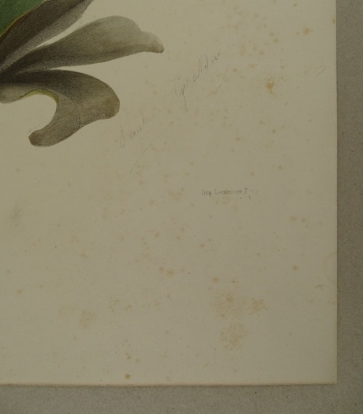 Incisioni: OREILLES D’OURS, LITHOGRAPHIE UM 1850 – Usato da Grüningen venduto da Kartensammler 5