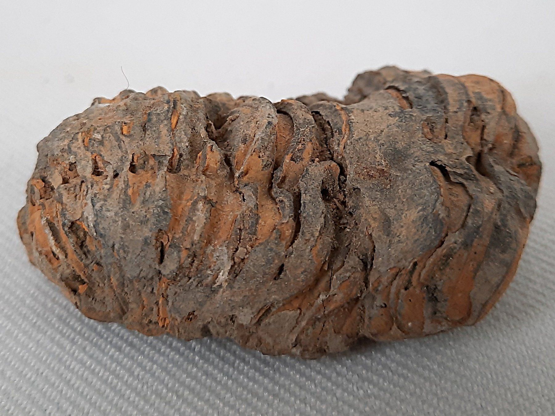 Fossili: 3 Fossile Trilobiten – Usato da Beinwil am See venduto da Restwert_Beinwil 2