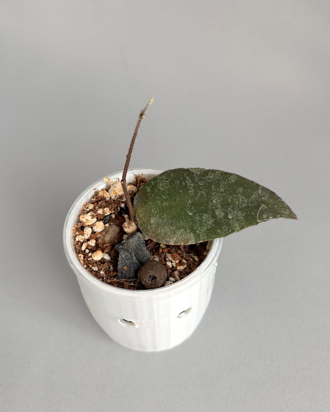 Piante & sementi: Hoya Caudata Sumatra – Nuovo (secondo la descrizione) da Seuzach venduto da ani_ma