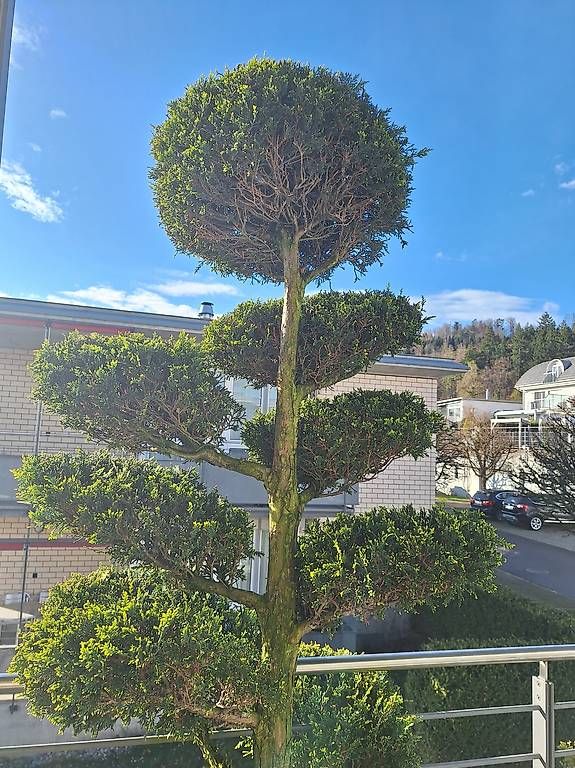 Piante & sementi: Thuja, Löffelbaum – Usato da Oberengstringen venduto da Goldstueck58 1