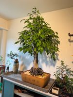 Grosser Ficus Bonsai im Japanischen Topf
