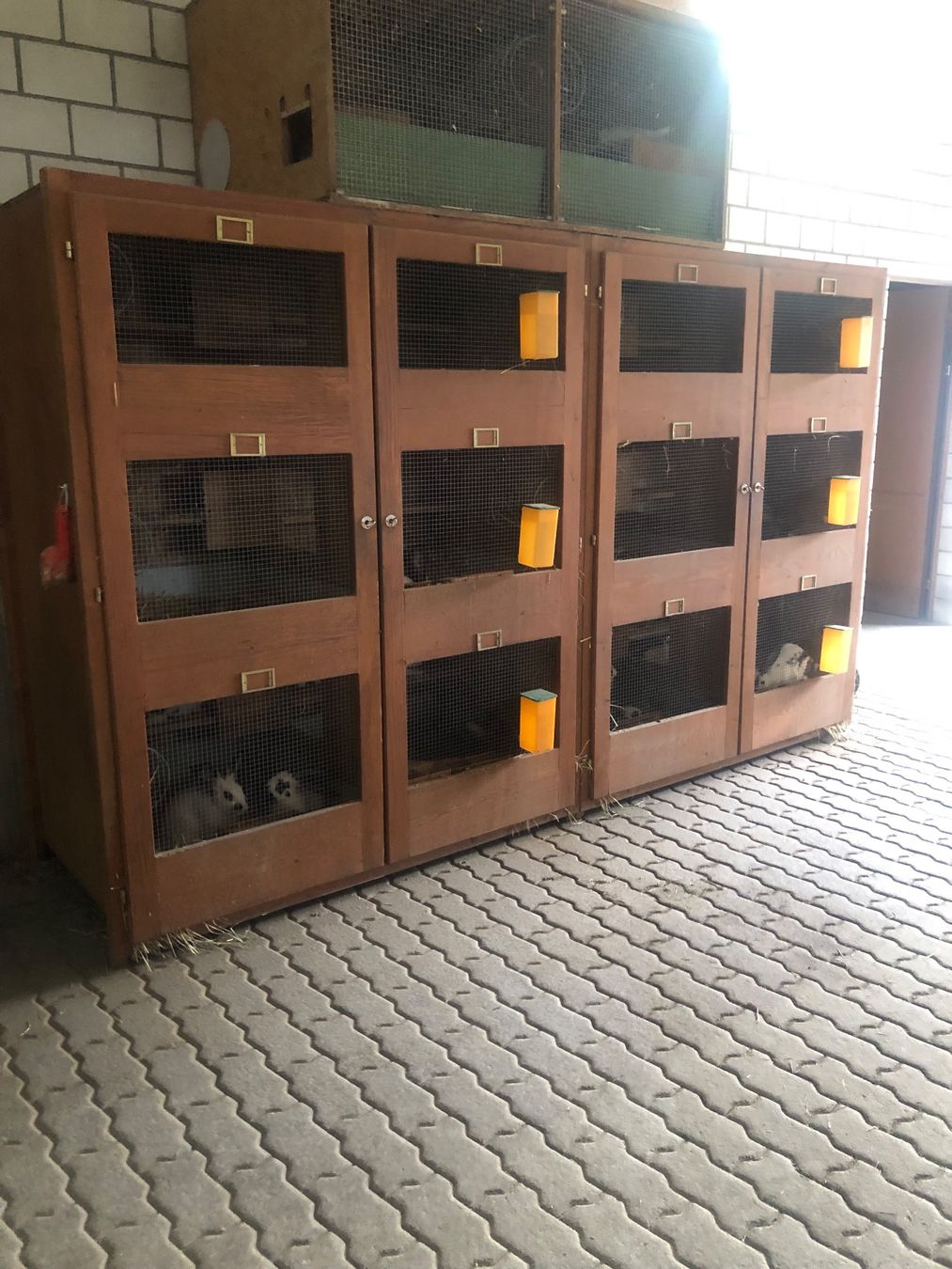Cages, transport & sécurité: Kaninchenstall – D'occasion à Buchs LU par Diarella