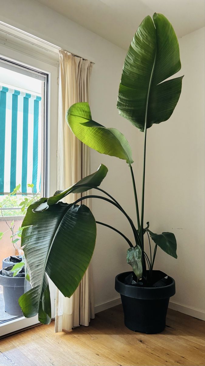 Plantes & graines: Strelitzia Nicolai – D'occasion à Zürich par keegstra
