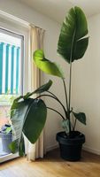 Strelitzia Nicolai