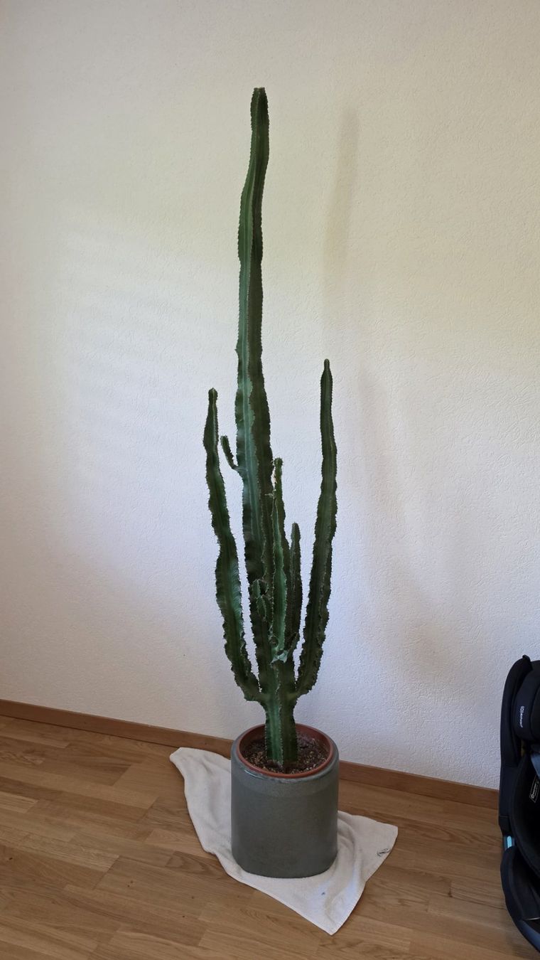 Piante & sementi: Grand cactus cierges du Pérou - 201 cm – Usato da Lutry venduto da Tinu1991 2