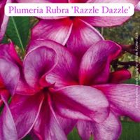 PLUMERIA RUBRA (FRANGIPANI) - Duftpflanze der Tropen