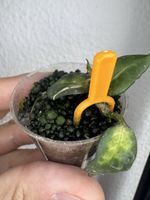 Hoya lacunosa 'Golden Flame'