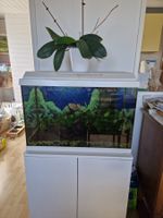 Aquarium,70l,Juwel,4 Pflanzen,Zubehör