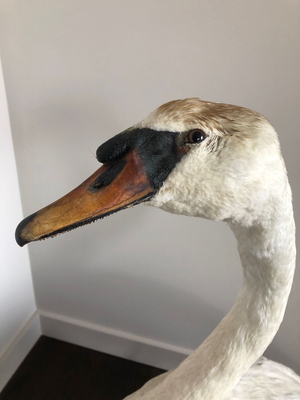 Welt der Tiere: Schwanpräparat - Taxidermie – Gebraucht aus Zürich von inga65