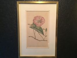 T.Curtis Botanical Magazine No732 Kupferstich Edwards 1804
