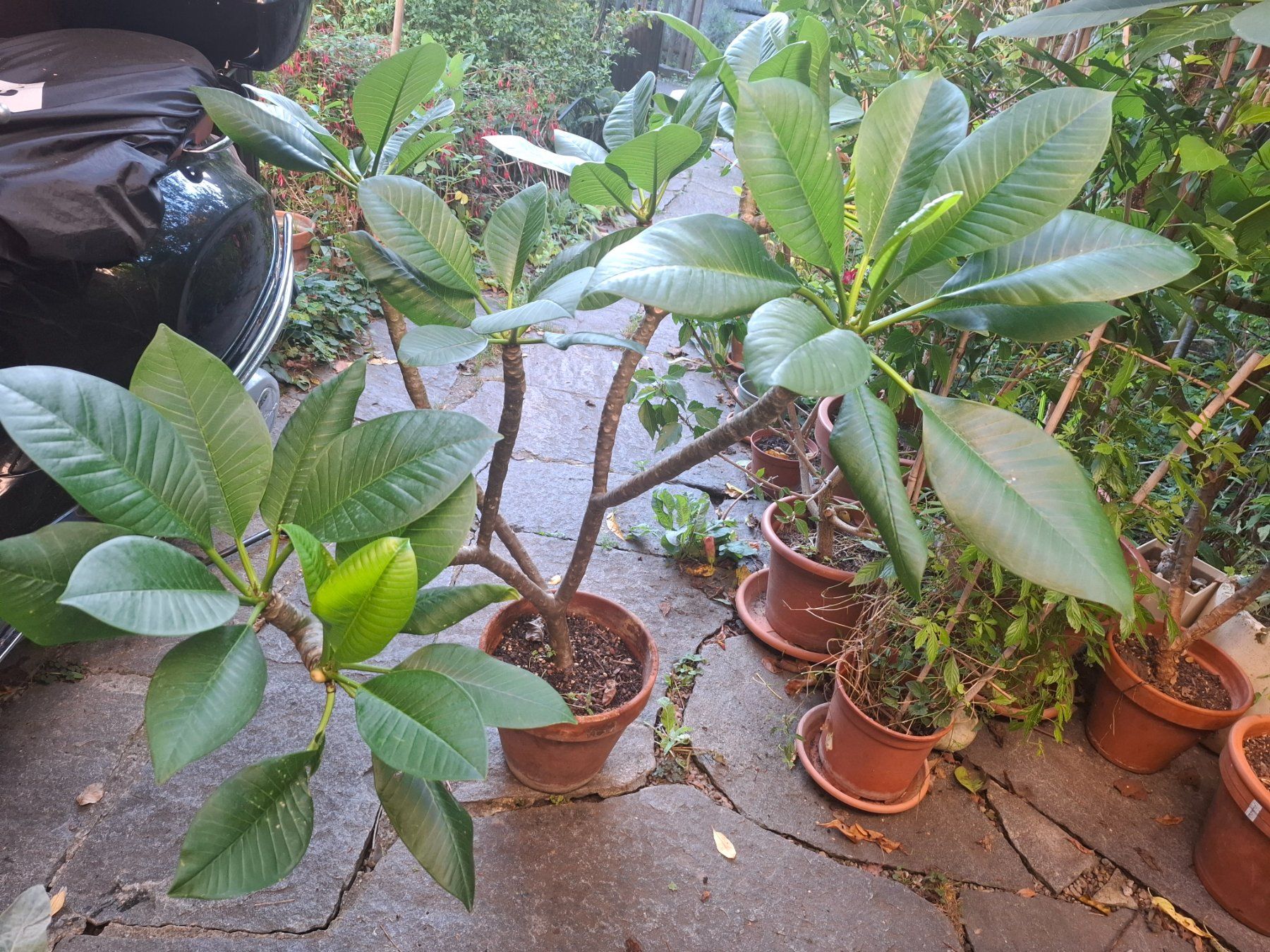 Piante & sementi: Pflanze Plumeria – Usato da Zürich venduto da esap 2