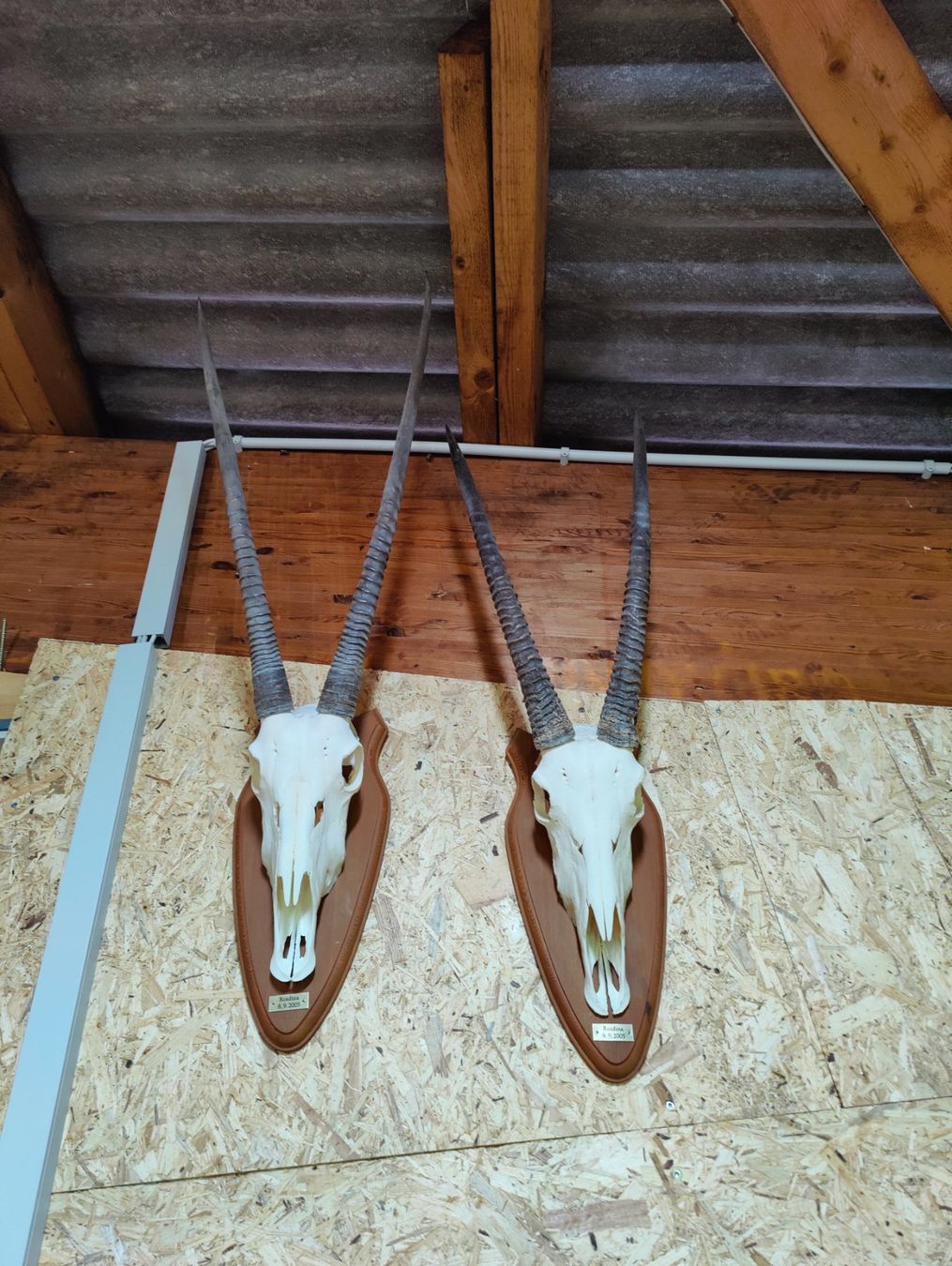 Altre raccolte & rarità: 2 Oryx Antilopen – Usato da Kaltbrunn venduto da Reimin85